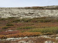 N, Oppland, Sel, Peer Gynt Hytta 70, Saxifraga-Willem van Kruijsbergen