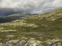 N, Oppland, Sel, Rondane 4, Saxifraga-Willem van Kruijsbergen