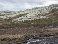 N, Oppland, Sel, Smaahaarrtjonne 12, Saxifraga-Willem van Kruijsbergen