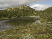 N, Oppland, Sel, Smaahaarrtjonne 2, Saxifraga-Willem van Kruijsbergen