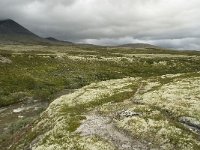 N, Oppland, Sel, Vesle Ula 1, Saxifraga-Willem van Kruijsbergen