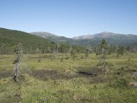 N, Troms, Senja, Anderdalen Nat Park 17, Saxifraga-Willem van Kruijsbergen