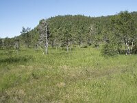 N, Troms, Senja, Anderdalen Nat Park 21, Saxifraga-Willem van Kruijsbergen