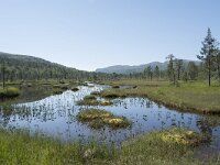 N, Troms, Senja, Anderdalen Nat Park 22, Saxifraga-Willem van Kruijsbergen