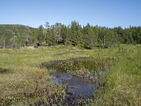 N, Troms, Senja, Anderdalen Nat Park 31, Saxifraga-Willem van Kruijsbergen