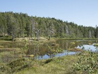 N, Troms, Senja, Anderdalen Nat Park 37, Saxifraga-Willem van Kruijsbergen