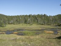 N, Troms, Senja, Anderdalen Nat Park 39, Saxifraga-Willem van Kruijsbergen