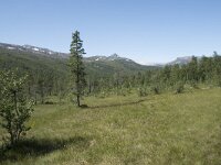 N, Troms, Senja, Anderdalen Nat Park 43, Saxifraga-Willem van Kruijsbergen