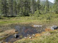 N, Troms, Senja, Anderdalen Nat Park 46, Saxifraga-Willem van Kruijsbergen
