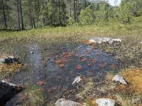N, Troms, Senja, Anderdalen Nat Park 47, Saxifraga-Willem van Kruijsbergen