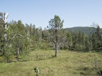 N, Troms, Senja, Anderdalen Nat Park 60, Saxifraga-Willem van Kruijsbergen