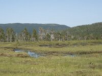 N, Troms, Senja, Anderdalen Nat Park 63, Saxifraga-Willem van Kruijsbergen
