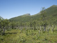 N, Troms, Senja, Skaland 5, Saxifraga-Willem van Kruijsbergen