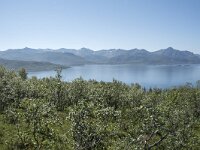 N, Troms, Senja, Skaland 7, Saxifraga-Willem van Kruijsbergen