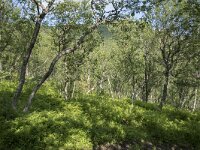 N, Troms, Senja, Skaland, Sommardalen 18, Saxifraga-Willem van Kruijsbergen