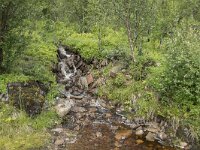 N, Troms, Senja, Skaland, Sommardalen 6, Saxifraga-Willem van Kruijsbergen