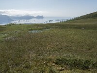 N, Troms, Senja, Skaland, Sommardalhaugen 7, Saxifraga-Willem van Kruijsbergen