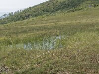 N, Troms, Senja, Skaland, Sommardalhaugen 9, Saxifraga-Willem van Kruijsbergen