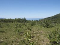 N, Troms, Senja, Skaland, old mines 5, Saxifraga-Willem van Kruijsbergen