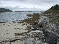 N, Troms, Tromso, Sommaroy 15, Saxifraga-Willem van Kruijsbergen