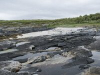 N, Troms, Tromso, Sommaroy 20, Saxifraga-Willem van Kruijsbergen