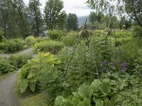 N, Troms, Tromso, botanical garden 2, Saxifraga-Willem van Kruijsbergen