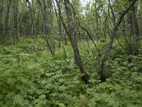N, Troms, Tromso, botanical garden 5, Saxifraga-Willem van Kruijsbergen