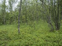 N, Troms, Tromso, botanical garden 6, Saxifraga-Willem van Kruijsbergen