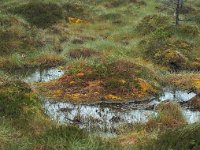 N, Trondelag, Heim, Furoy 2, Saxifraga-Hans Dekker