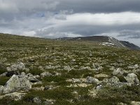 N, Trondelag, Oppdal, Reinheim 11, Saxifraga-Jan van der Straaten