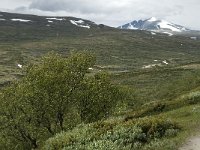 N, Trondelag, Oppdal, Reinheim 19, Saxifraga-Jan van der Straaten