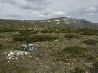 N, Trondelag, Oppdal, Reinheim 3, Saxifraga-Jan van der Straaten