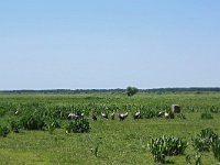 PL, Mazowieckie, Laskowiec, Narev 9, Saxifraga-Hans Dekker