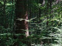 PL, Podlaskie, Bialowieza 30, Saxifraga-Hans Dekker