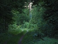 PL, Podlaskie, Bialowieza 4, Saxifraga-Hans Dekker