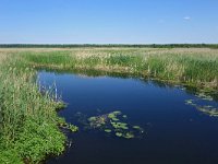 PL, Podlaskie, Kuligi, Biebzra 2, Saxifraga-Hans Dekker