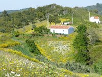 P, Beja, Odemira, Monte Maravilhas 4, Saxifraga-Tom Heijnen