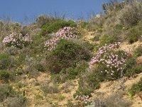 P, Faro, Aljezur, Carrapateira 101, Saxifraga-Willem van Kruijsbergen