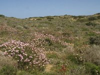 P, Faro, Aljezur, Carrapateira 109, Saxifraga-Willem van Kruijsbergen