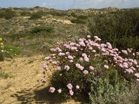 P, Faro, Aljezur, Carrapateira 116, Saxifraga-Willem van Kruijsbergen