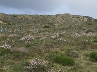 P, Faro, Aljezur, Carrapateira 127, Saxifraga-Willem van Kruijsbergen