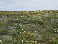 P, Faro, Aljezur, Carrapateira 138, Saxifraga-Willem van Kruijsbergen