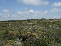 P, Faro, Aljezur, Carrapateira 197, Saxifraga-Willem van Kruijsbergen