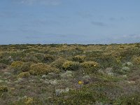 P, Faro, Aljezur, Carrapateira 198, Saxifraga-Willem van Kruijsbergen