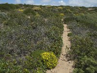 P, Faro, Aljezur, Carrapateira 209, Saxifraga-Willem van Kruijsbergen