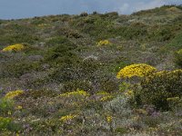 P, Faro, Aljezur, Carrapateira 213, Saxifraga-Willem van Kruijsbergen