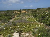 P, Faro, Aljezur, Carrapateira 50, Saxifraga-Willem van Kruijsbergen