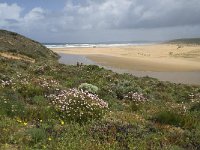 P, Faro, Aljezur, Carrapateira, Praia da Bordeira 2, Saxifraga-Willem van Kruijsbergen