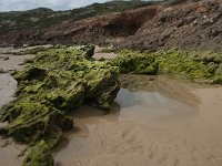 P, Faro, Aljezur, Carrapateira, Praia da Bordeira 41, Saxifraga-Willem van Kruijsbergen