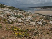 P, Faro, Aljezur, Carrapateira, Praia da Bordeira 55, Saxifraga-Willem van Kruijsbergen